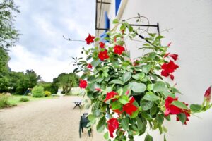 Basket of red flowers