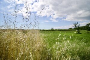 Nearby field