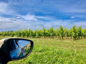 Grapevines near La Bigorre - Photo by Hannah Henderson