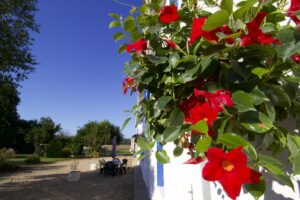 Red flowers and blue skies